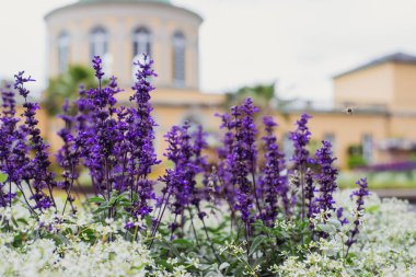 Botanik bahçesinde bir yaz günü çiçek açan lavanta çalıları.