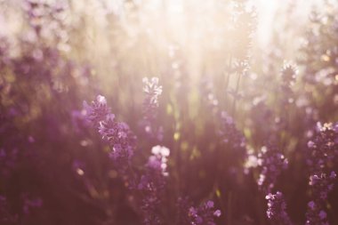 Bahar arka planı. Fosforlu mor lavanta. Doğal arka plan, doğal kozmetik ve aromaterapi kavramı..