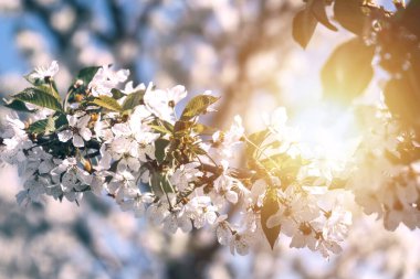 Çiçek açan kiraz dalı, tatlı kiraz ya da gün batımında elma ağacı ya da şafak güneşi. Doğal zemin kartpostallar ve tasarımlar için idealdir..