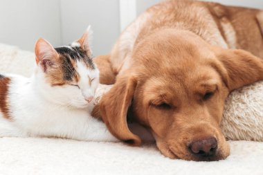 Sevimli hayvanlar, kedi yavrusu ve labrador av köpeği birlikte uyurlar. Bir kedi ve köpeğin arkadaşlığı.
