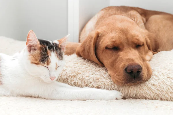 Sevimli hayvanlar, kedi yavrusu ve labrador av köpeği birlikte uyurlar. Yakın plan. Bir kedi ve köpeğin arkadaşlığı.