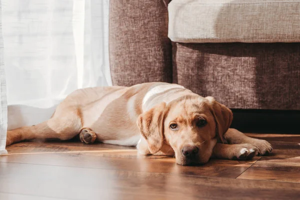 Un chiot labrador retriever beige se trouve sur le sol à côté de la chaise. Adorables animaux domestiques. Garder et soigner les animaux à la maison — Photo