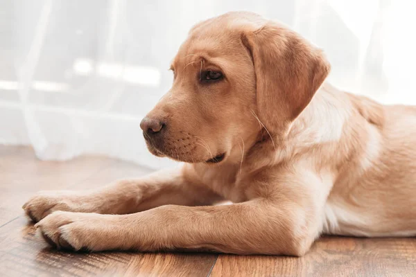 Close-up A beige labrador retriever puppy lies on the floor next to the chair. Adorable pets. Keeping and caring for animals at home. — Stok fotoğraf