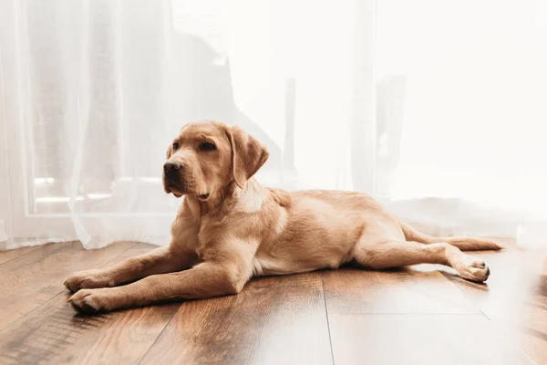 A four-month-old puppy of a fawn Labrador retriever lies at home on the floor. Maintenance and care of pets. Dogs are friends and faithful companions of man