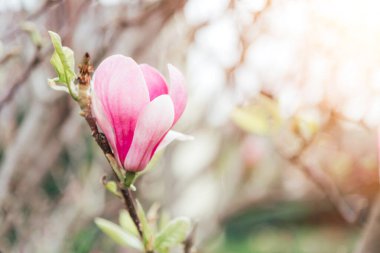 Bahar güneşinde bir dalda güzel, pembe bir manolya tomurcuğunun yakın çekimi. Etkili tonlama. Mükemmel doğal arkaplan