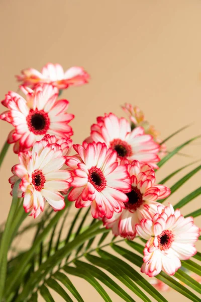 Close-up of a bouquet of red gerberas in a vase on a beige background. A vertical photo is ideal for congratulations and social media. Copy space — Foto de Stock