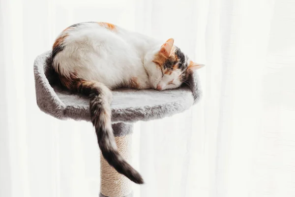 Ein entzückendes dreifarbiges Kätzchen schläft auf seinem Bett vor dem Hintergrund eines Lichtvorhangs. Niedliche Haustiere. Kopierraum — Stockfoto