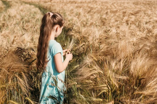 Happy childhood without gadgets, summer outdoors, freedom. A cute long-haired girl in a dress stands in a wheat field and holds a bouquet of spikelets in her hands. — Stock Photo, Image