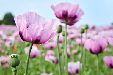 Bir tarlada çiçek açan mor gelinciklerin yakın çekimi. Bir kartpostal için güzel bir fotoğraf. Yaz manzarası