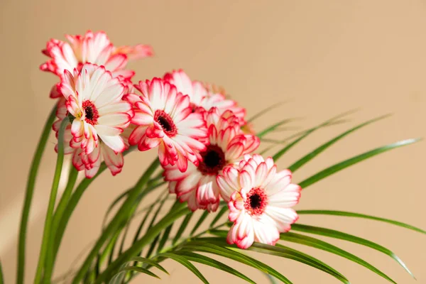 Nahaufnahme eines Straußes roter Gerberas in einer Vase auf beigem Hintergrund. Foto ist ideal für Glückwünsche und soziale Medien. Kopierraum — Stockfoto