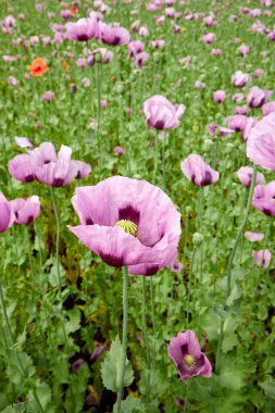 Mor haşhaş tarlası. Doğa manzarası. Dikey fotoğraf.