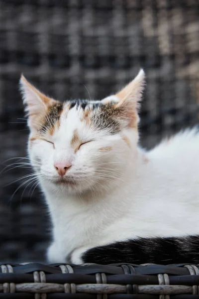 Chaton tricolore adoré, le chaton s'assoit sur une chaise à baldaquin sur la véranda et ferme les yeux. Grand portrait. Des animaux drôles. Photo verticale — Photo