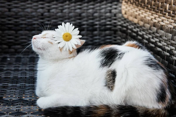Mignon chat tricolore, un chaton repose sur un fauteuil avec une camomille derrière l'oreille. Des animaux drôles. Unité avec la nature — Photo