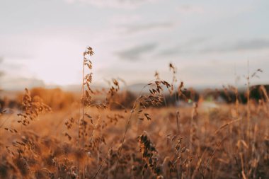 Yulaf kulakları, gün batımında bir tarlada arpa. Hasat, mevsimlik işler. Doğal arkaplan