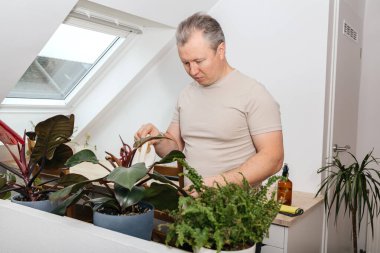 Dairesinde saksı bitkilerini sulayan, yeşil vahaya bakan bir adam.