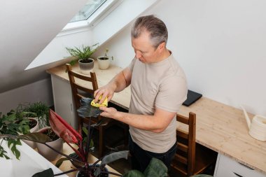 Adam sarı bir bez kullanarak bitki yaprağının tozunu alıyor.