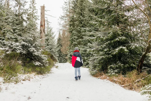 Çocuk kış mevsiminde yoğun bir çam ormanında tek başına karlı bir yolda yürüyor.