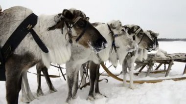Yamal üzerinde ulusal tatil reindeers