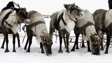 Yamal üzerinde ulusal tatil reindeers