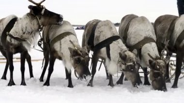 Yamal üzerinde ulusal tatil reindeers