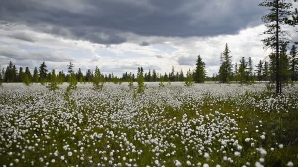 Bavlny trávy v bažině na Sibiři — Stock video