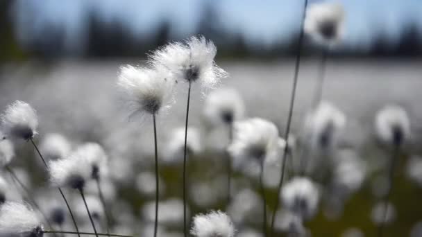 Cotton grass in a swamp in Siberia — Stock Video