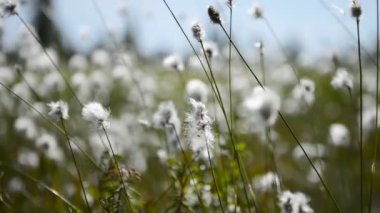Sibirya'da bir bataklıkta pamuk çimen