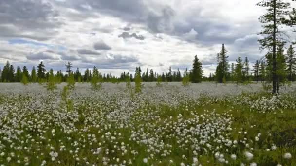 Timelapse de nuvens e grama de algodão na taiga siberiana — Vídeo de Stock