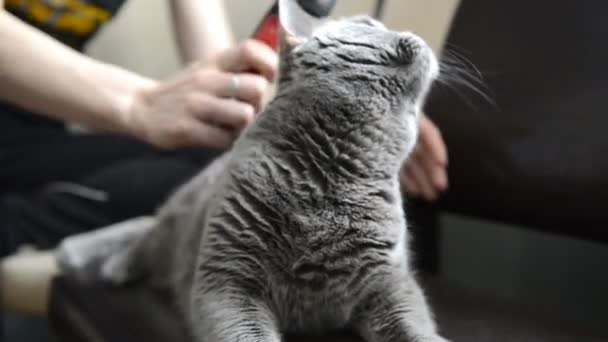 Cat enjoys from combing — Stock Video