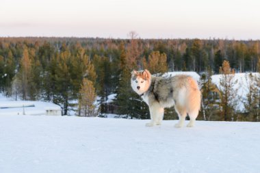Huski köpek Yamal Yarımadası