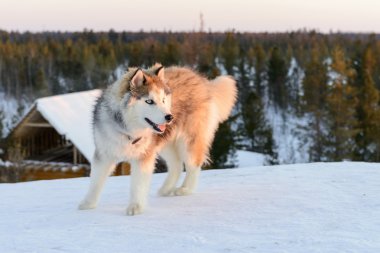 Huski köpek Yamal Yarımadası
