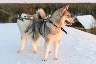 Huski köpekler Yamal Yarımadası