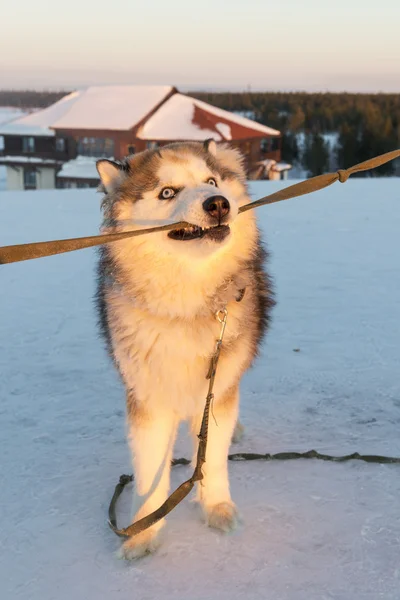 Huski dogs on the Yamal Peninsula — Stock Photo, Image