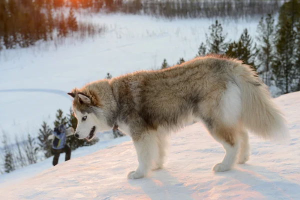 Huski perro en la península de Yamal — Foto de Stock