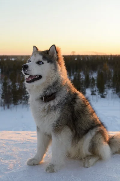 Huski anjing di Semenanjung Yamal — Stok Foto