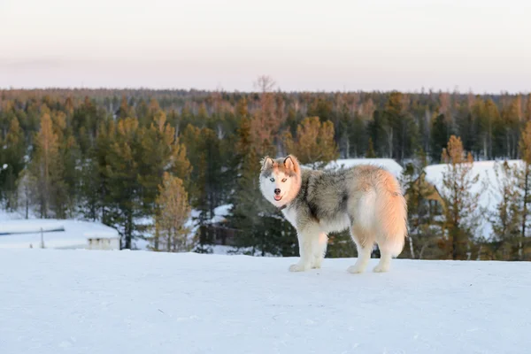 Huski köpek Yamal Yarımadası — Stok fotoğraf