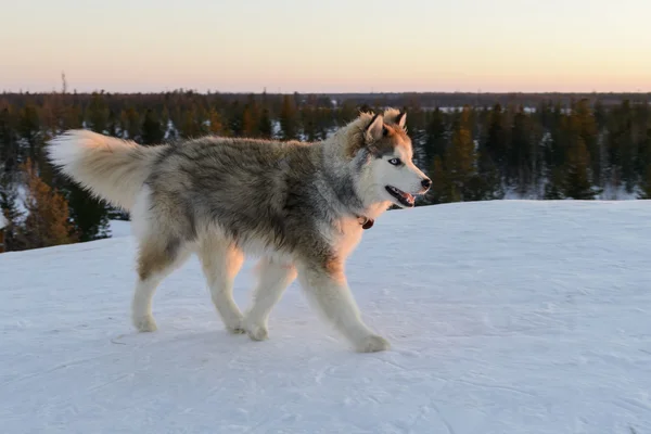 Cão Huski na Península Yamal — Fotografia de Stock