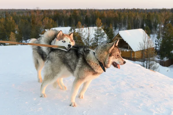 Huski köpekler Yamal Yarımadası