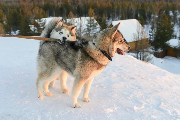 Huski dogs on the Yamal Peninsula — Stock Photo, Image