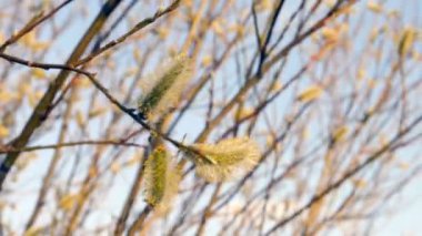 Söğüt bahar şişmiş tomurcukları