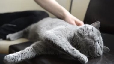 Penye üzerinden kedi sahiptir