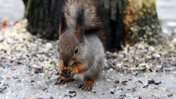 Squirrel eating nut in a park close-up — Stock Video