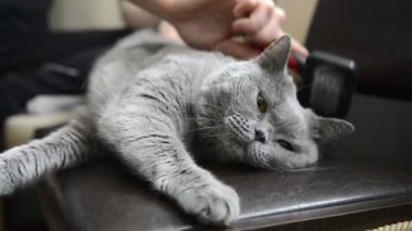 Penye üzerinden kedi sahiptir