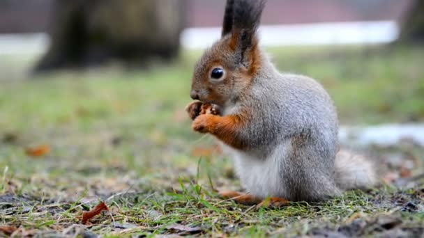 Eichhörnchen frisst eine Nuss in einem Park aus nächster Nähe — Stockvideo
