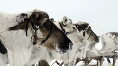 Yamal üzerinde ulusal tatil reindeers