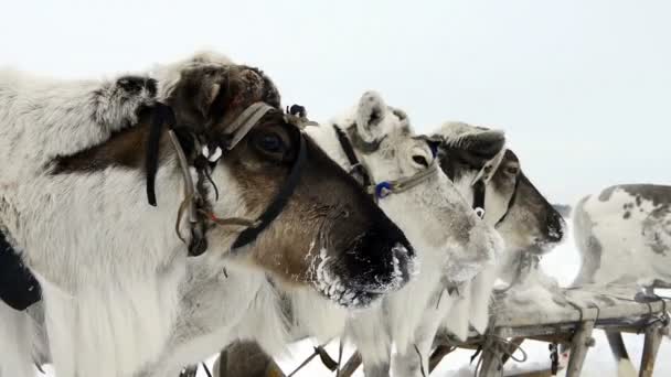 Τάρανδοι σχετικά με την επίσημη αργία Yamal — Αρχείο Βίντεο