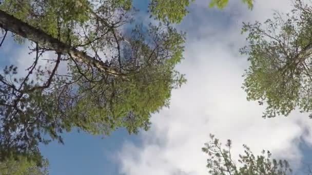 Time-lapse photography of the sky through pine trees — Stock Footage Time-lapse photography of the sky through pine trees Stock Video