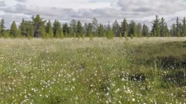 Zaman atlamalı uçan bulutlar ve pamuk çimenlerin üzerinde bir Sibirya bataklık