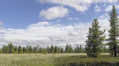 Zaman atlamalı uçan bulutlar ve pamuk çimenlerin üzerinde bir Sibirya bataklık