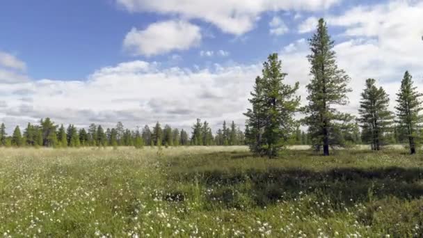 Time lapse de nuages volants et d'herbe de coton sur un marais sibérien — Video